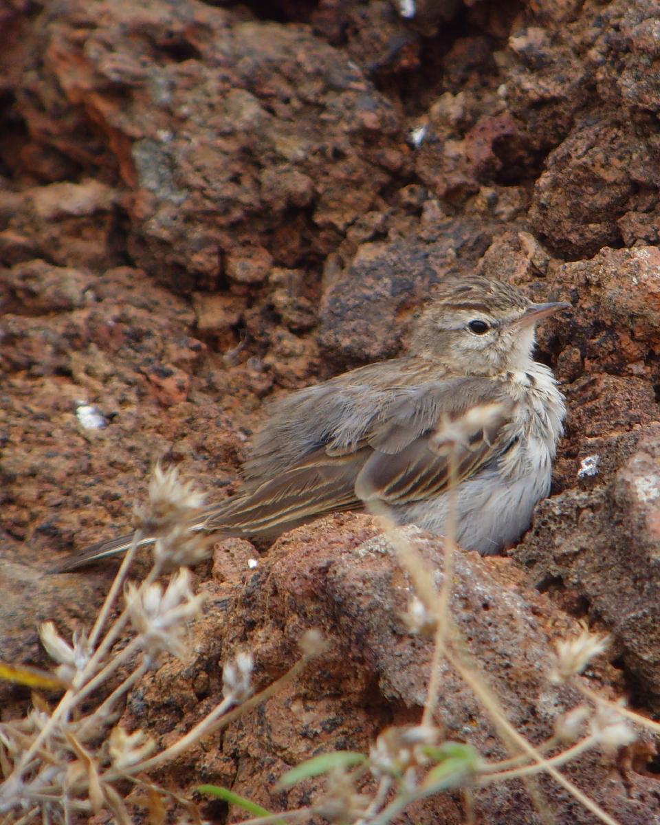 Berthelot's Pipit Photo by Chris Lansdell