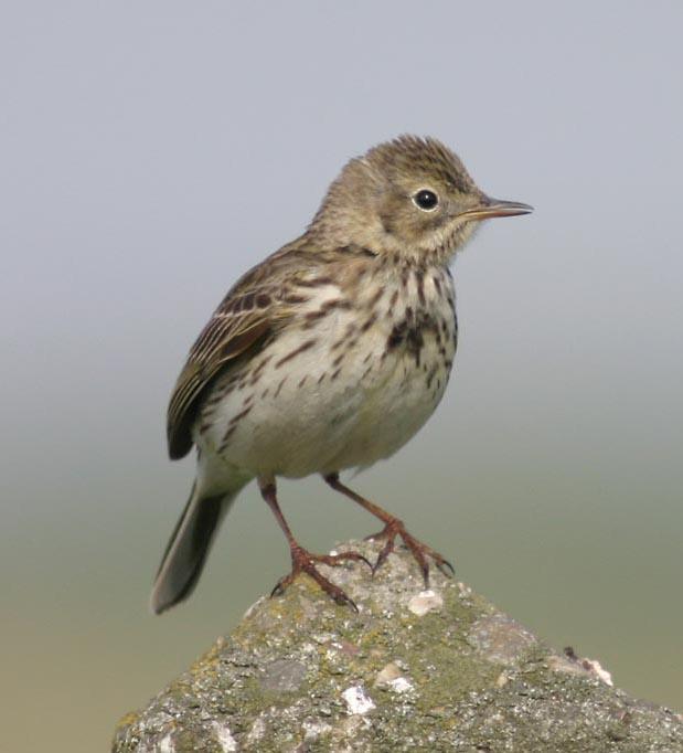Meadow Pipit Photo by Peter Boesman