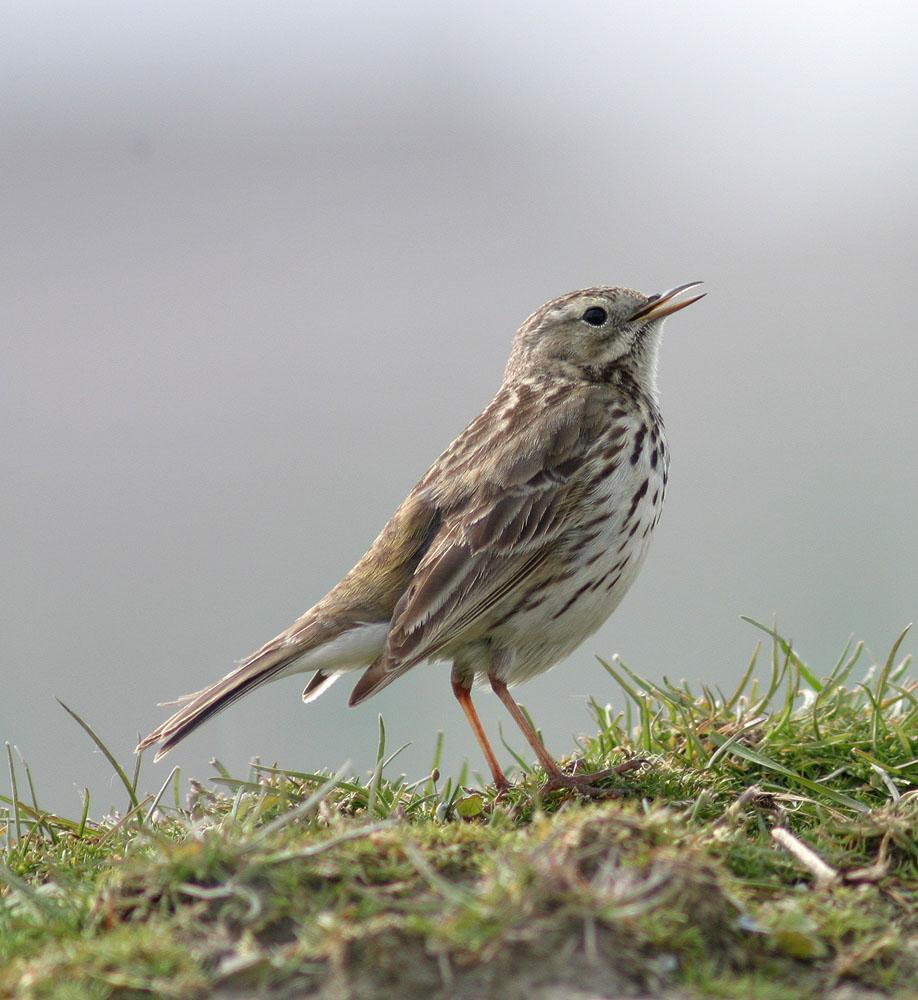 Meadow Pipit Photo by Peter Boesman