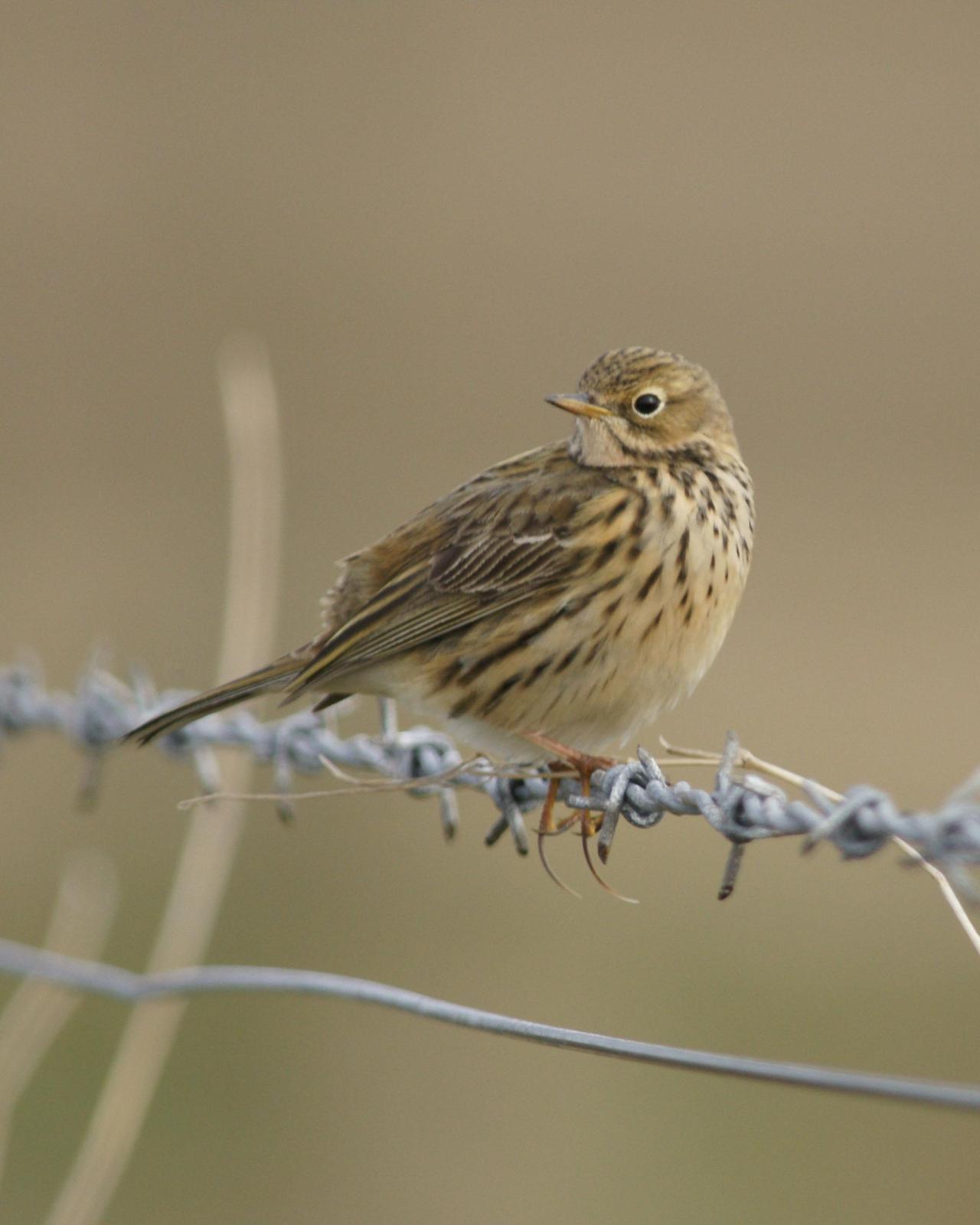 Meadow Pipit Photo by Steve Percival