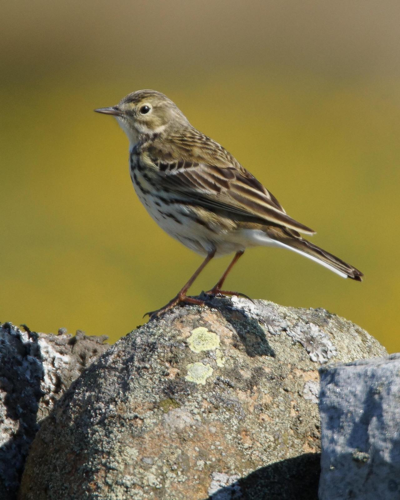 Meadow Pipit Photo by Steve Percival