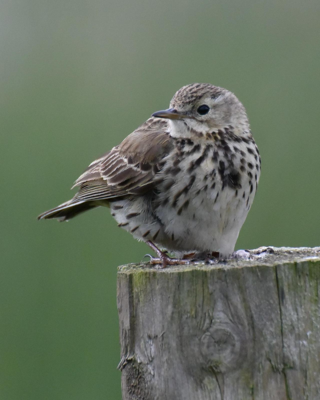 Meadow Pipit Photo by Emily Percival