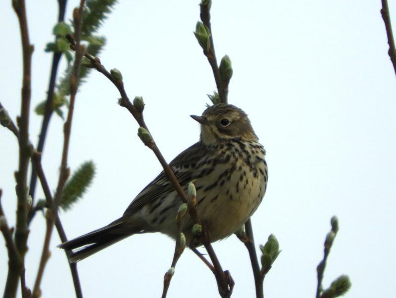 Meadow Pipit Photo by Jeff Harding