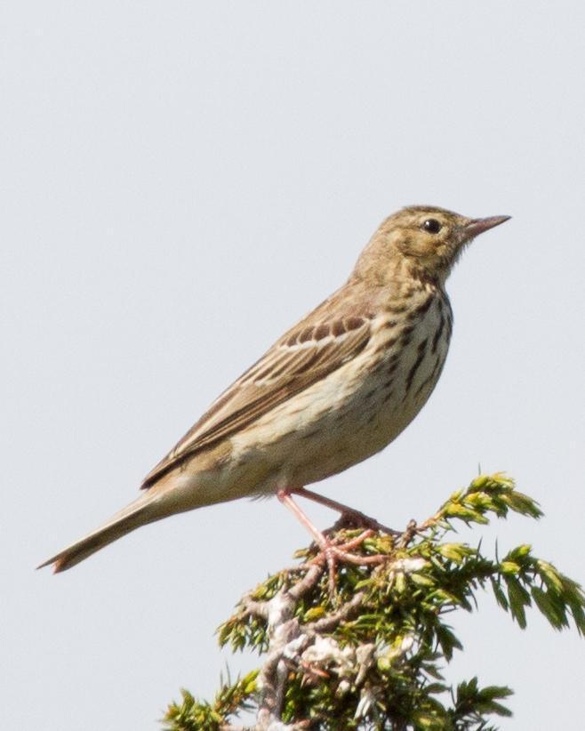Tree Pipit Photo by Robert Lewis