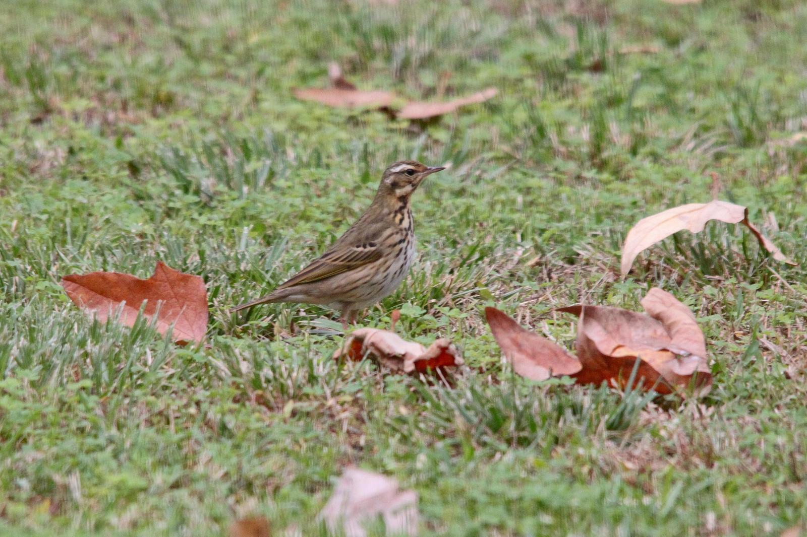 Olive-backed Pipit Photo by Tom Ford-Hutchinson