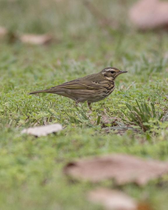 Olive-backed Pipit Photo by Anthony Gliozzo