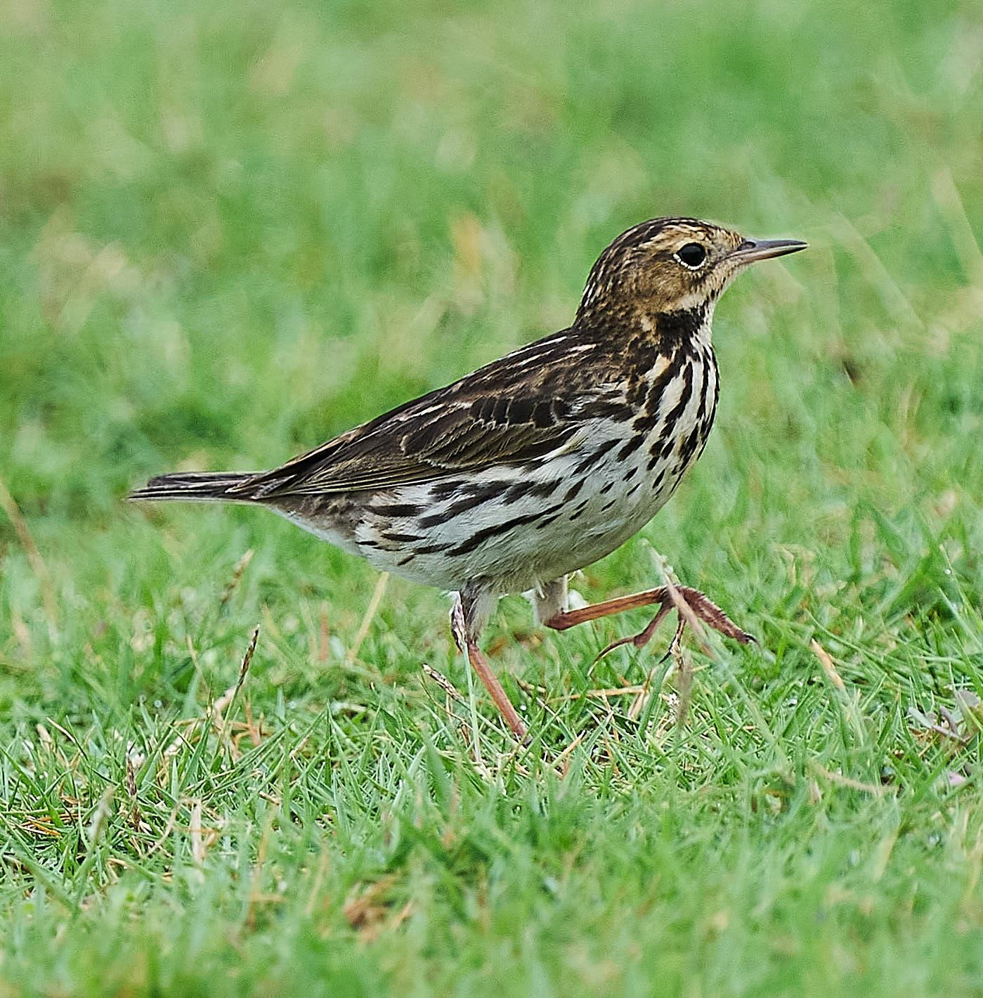 Red-throated Pipit Photo by Steven Cheong