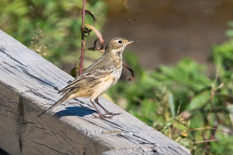 American Pipit Photo by Gerald Hoekstra