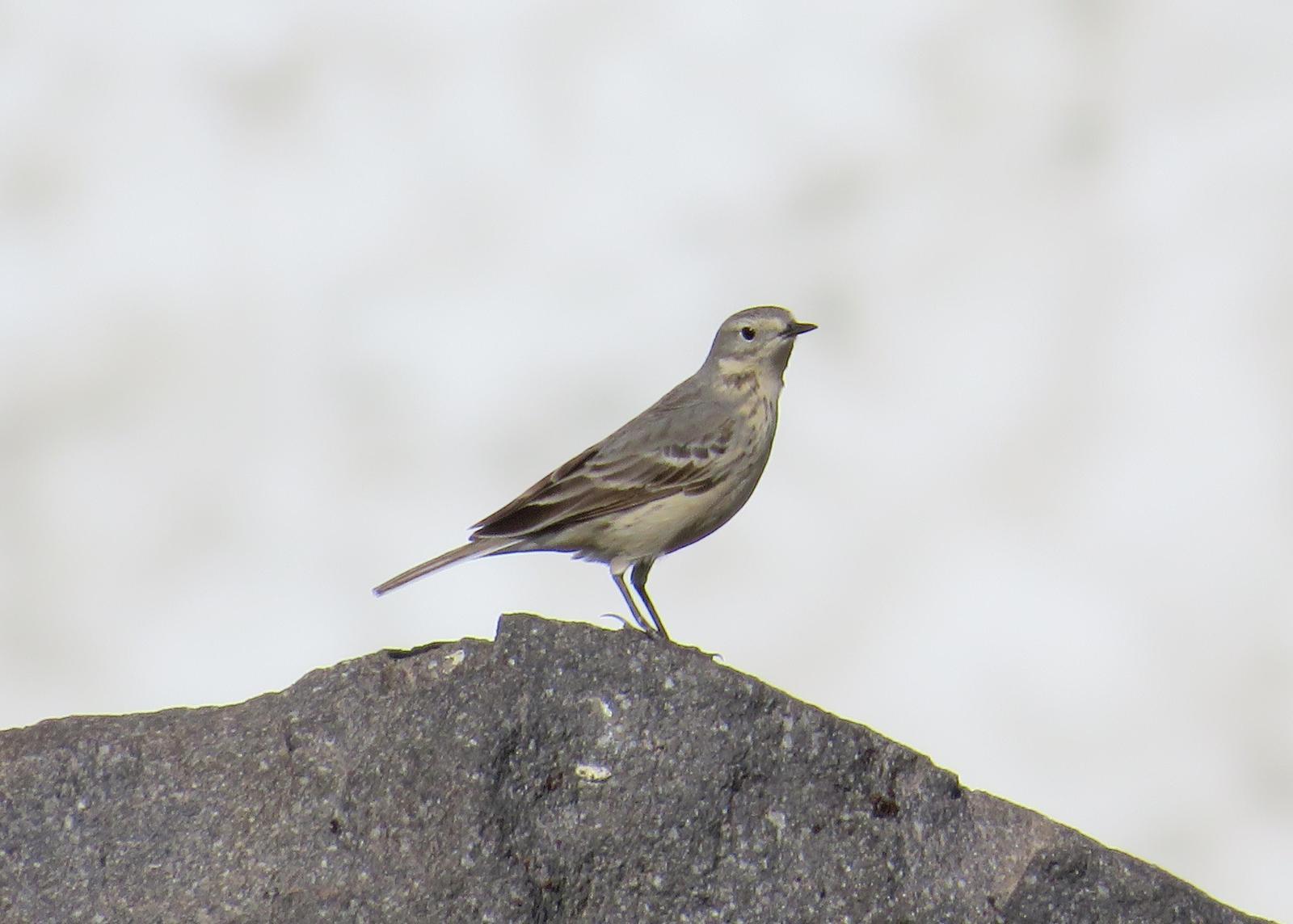 American Pipit Photo by Jeff Harding