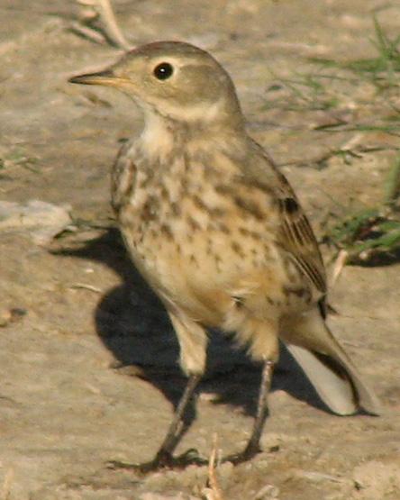 American Pipit Photo by Kent Fiala