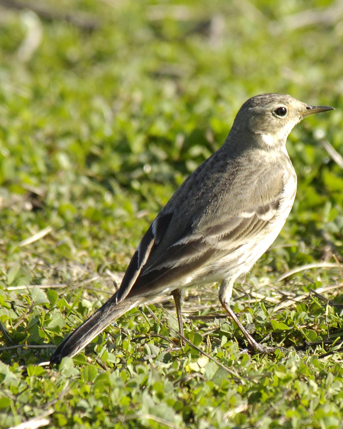 American Pipit Photo by Magill Weber