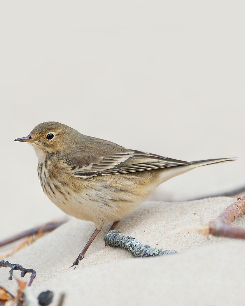 American Pipit Photo by Josh Haas