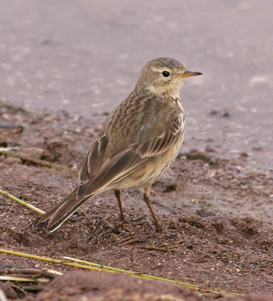 American Pipit Photo by Peter Boesman