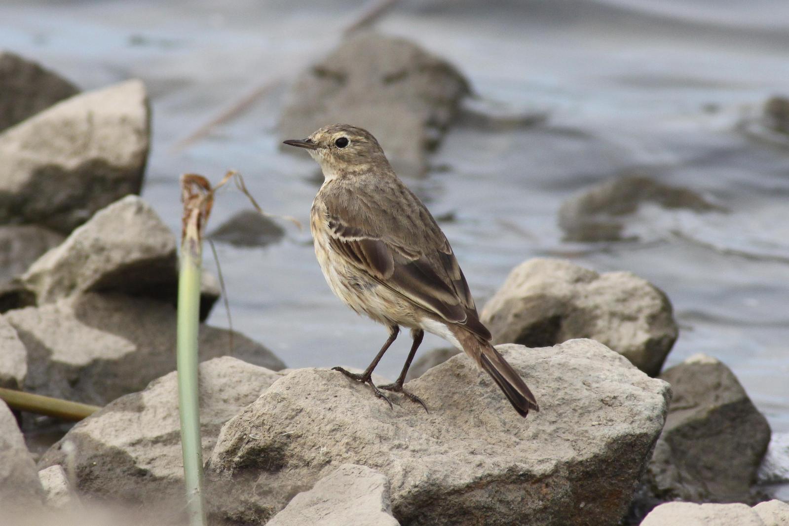American Pipit Photo by Tom Ford-Hutchinson