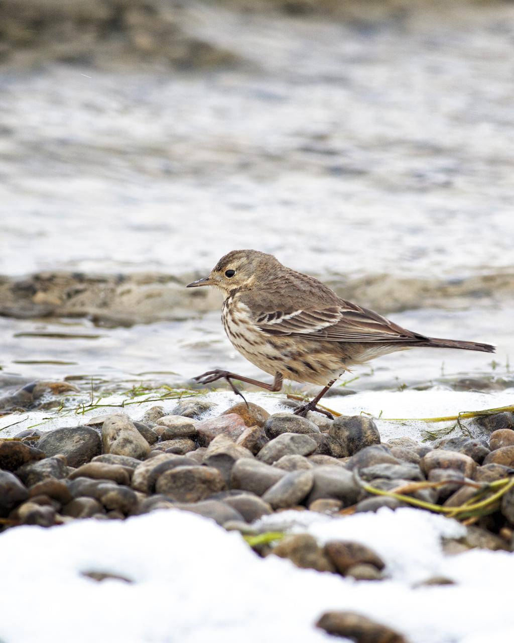 American Pipit Photo by Christopher Collins