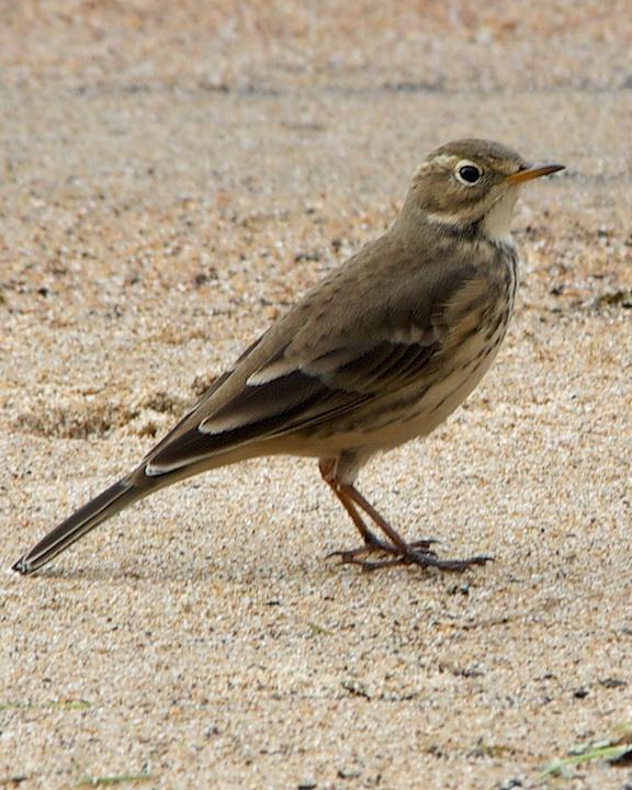 American Pipit Photo by Denis Rivard