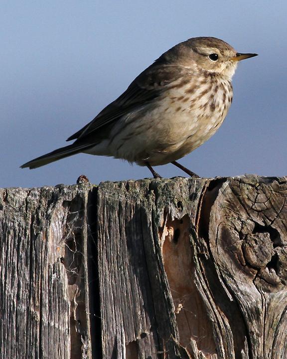 American Pipit Photo by Ron Storey