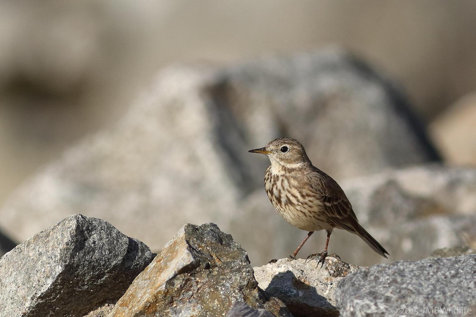 American Pipit Photo by Jeff Bray