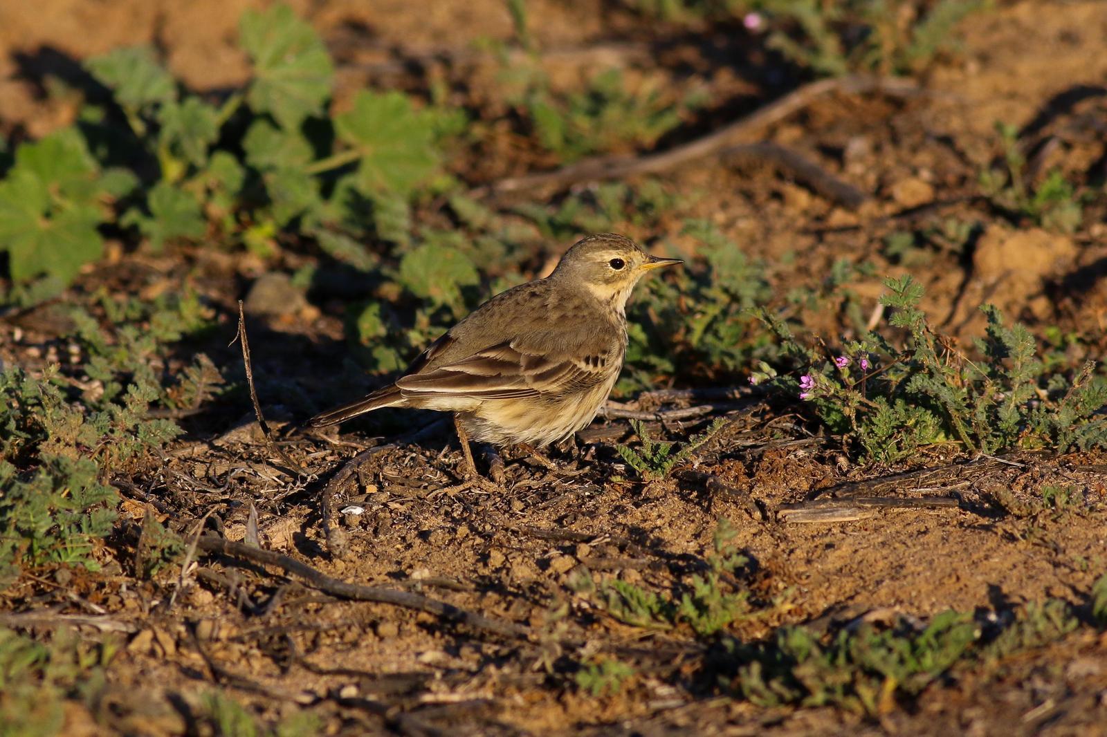 American Pipit Photo by Tom Ford-Hutchinson