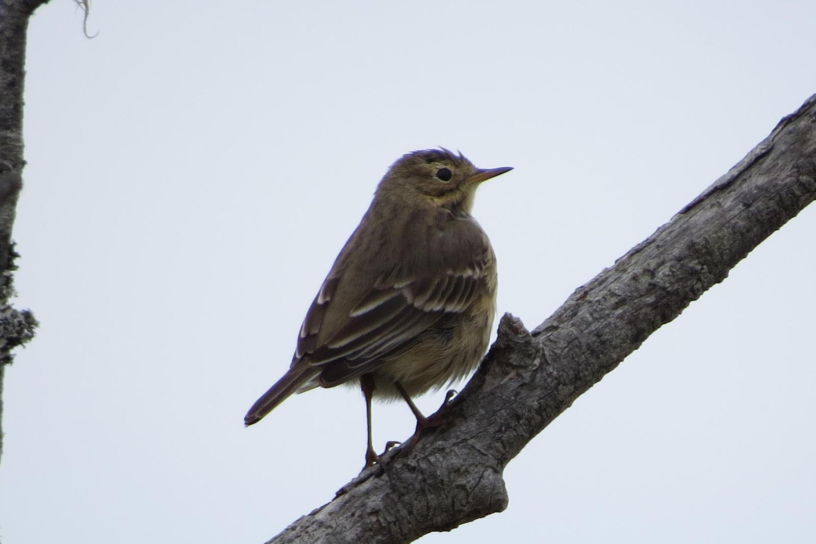 American Pipit Photo by Jeff Harding