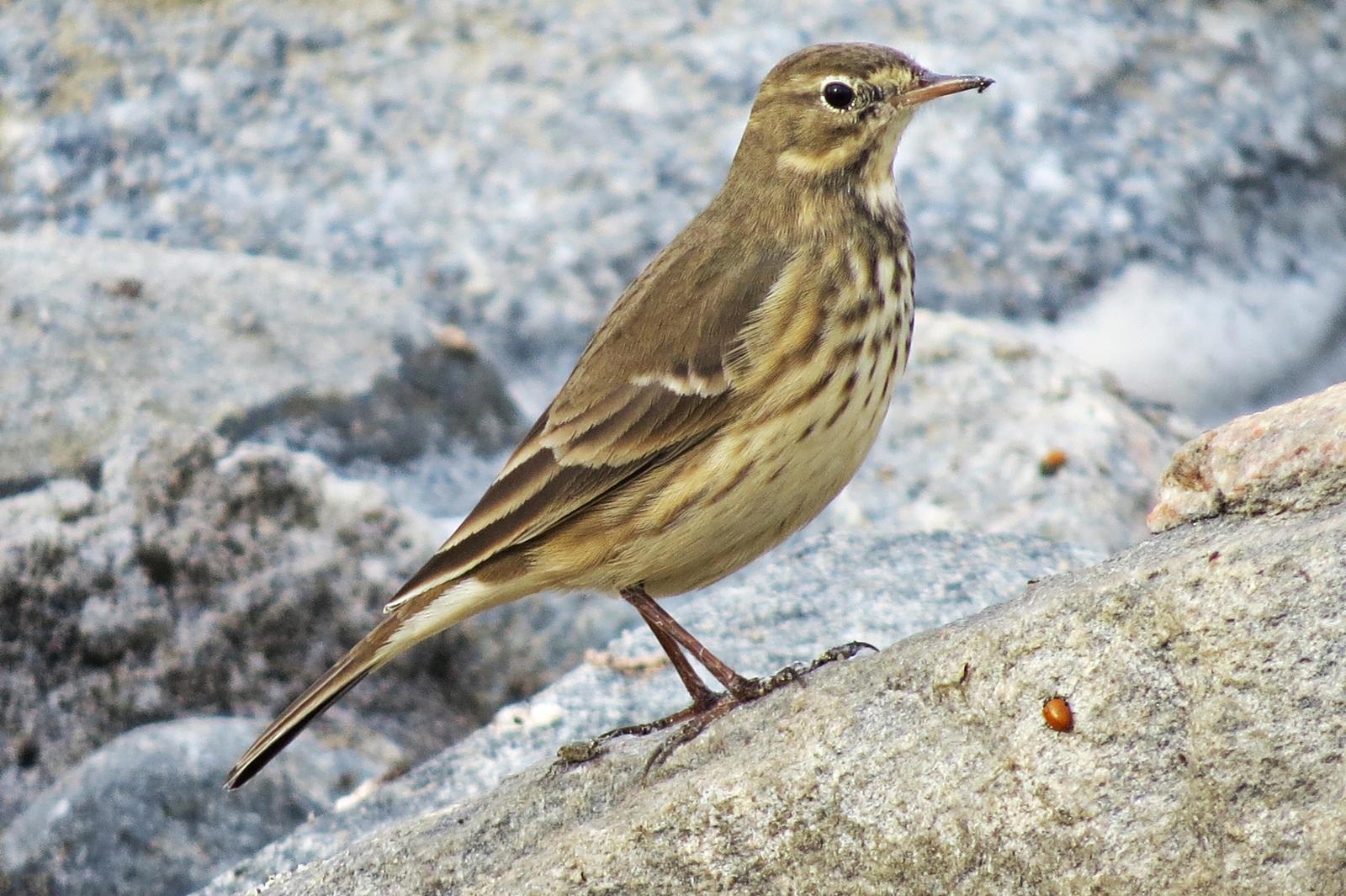 American Pipit Photo by Bob Neugebauer