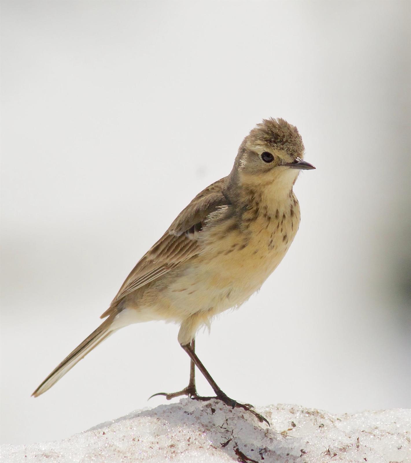 American Pipit Photo by Kathryn Keith