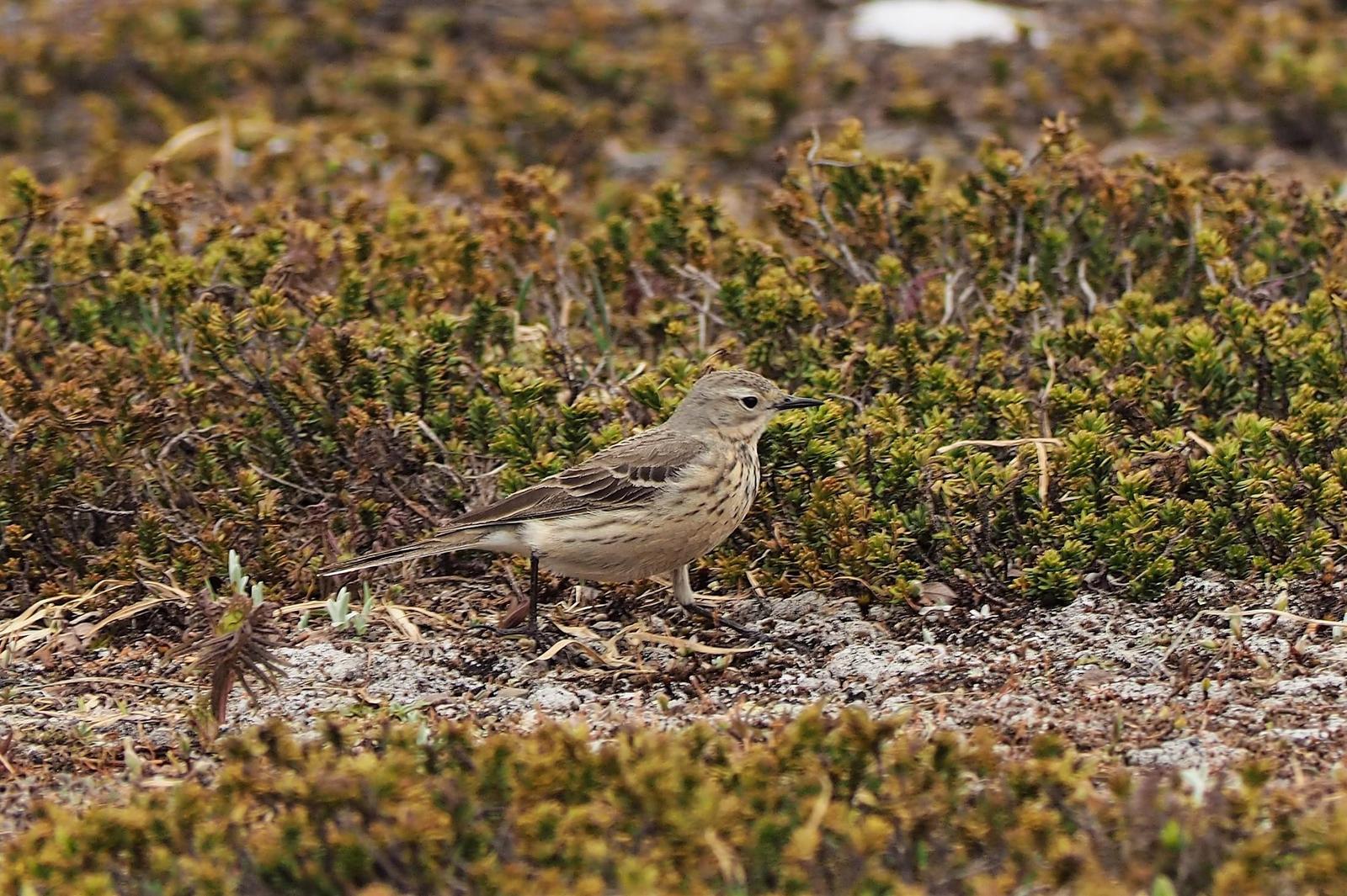 American Pipit Photo by Colin Hill
