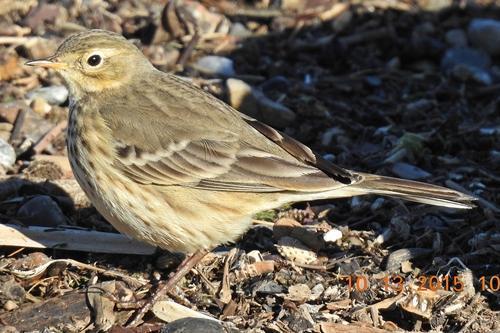 American Pipit Photo by Enid Bachman