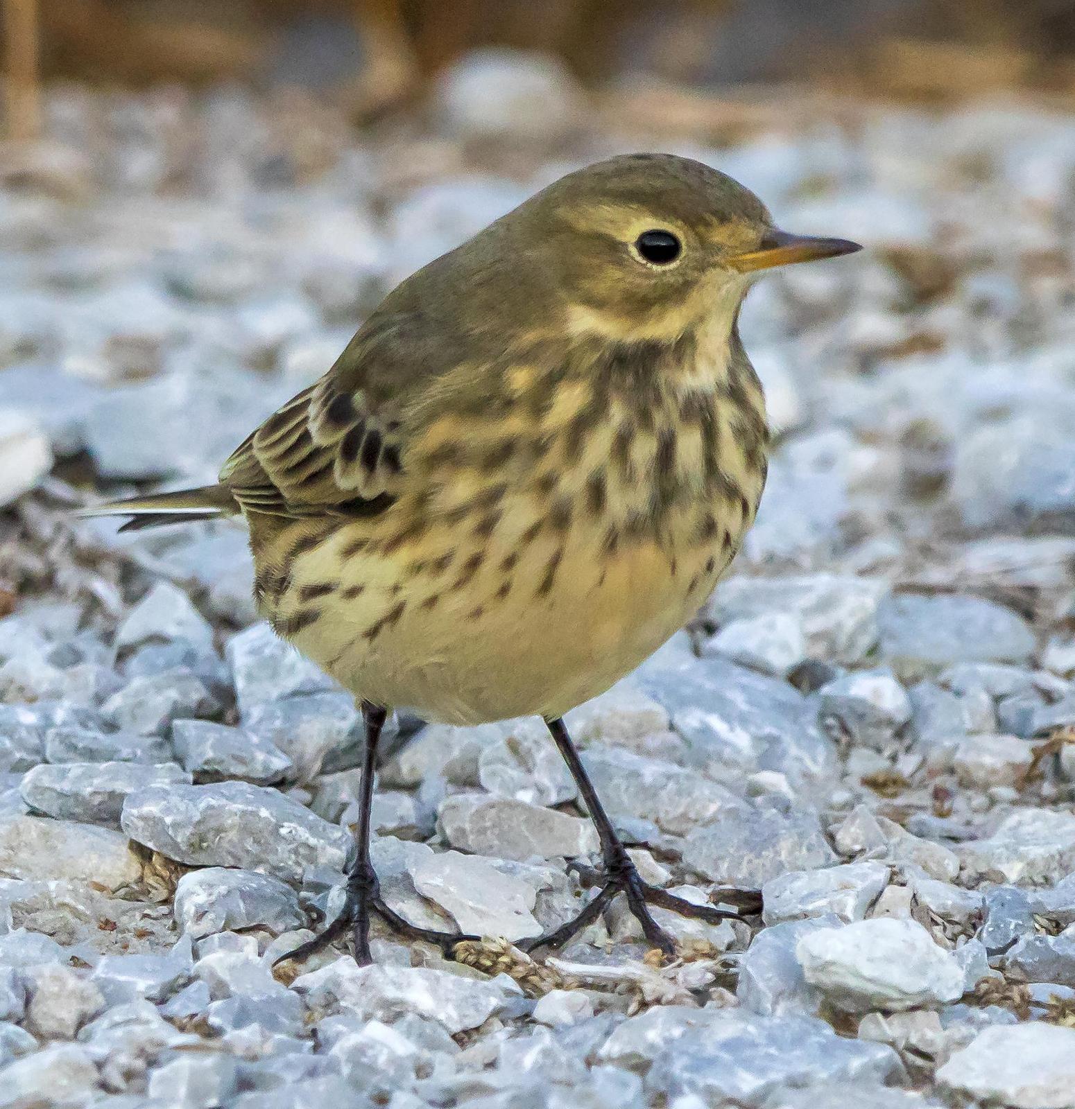 American Pipit Photo by Tom Gannon
