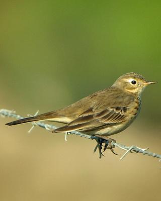 American Pipit Photo by Jamie Chavez