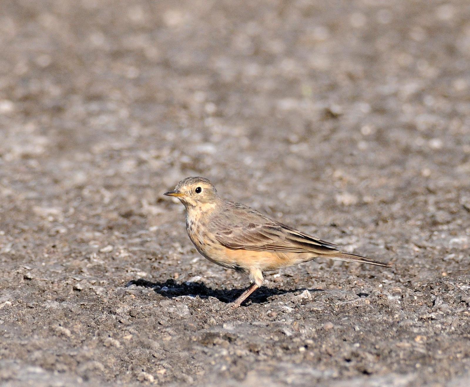 American Pipit Photo by Steven Mlodinow