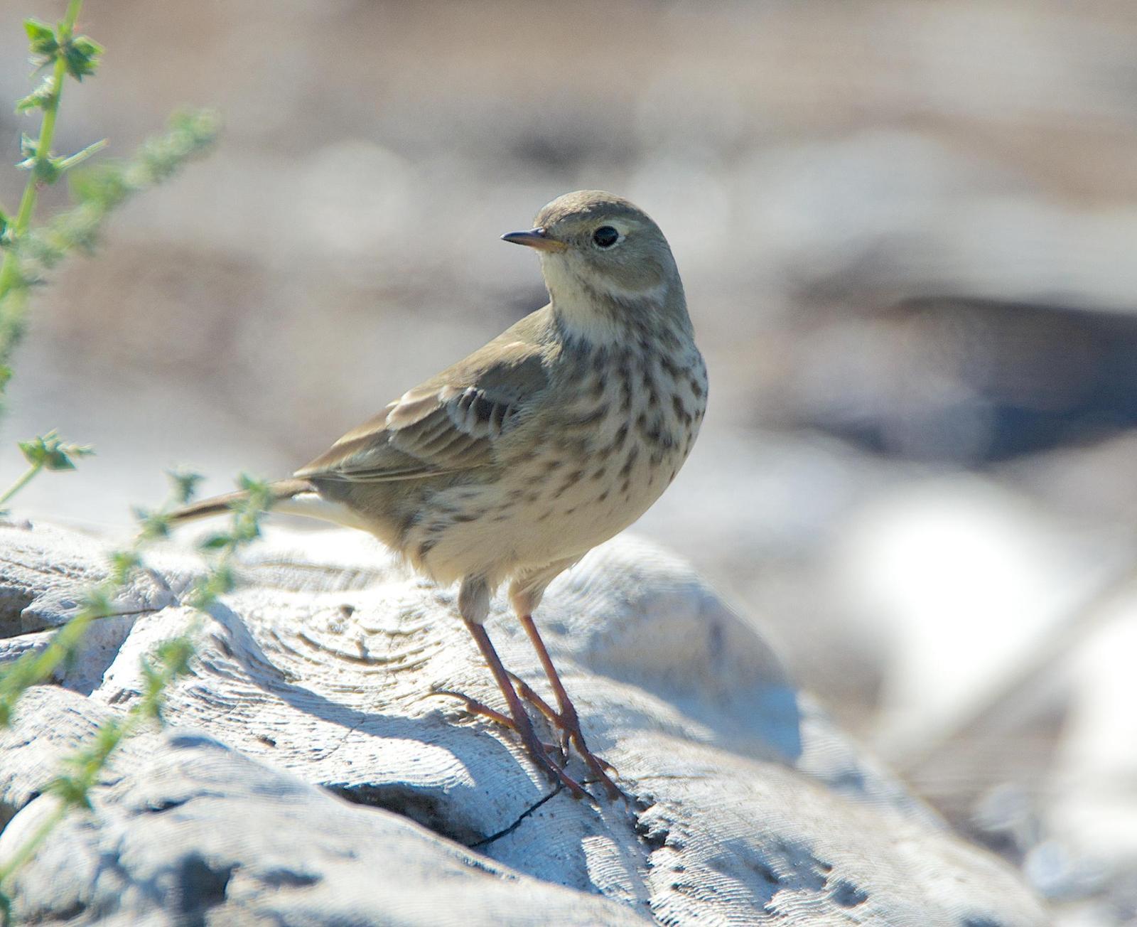 American Pipit Photo by Brian Avent