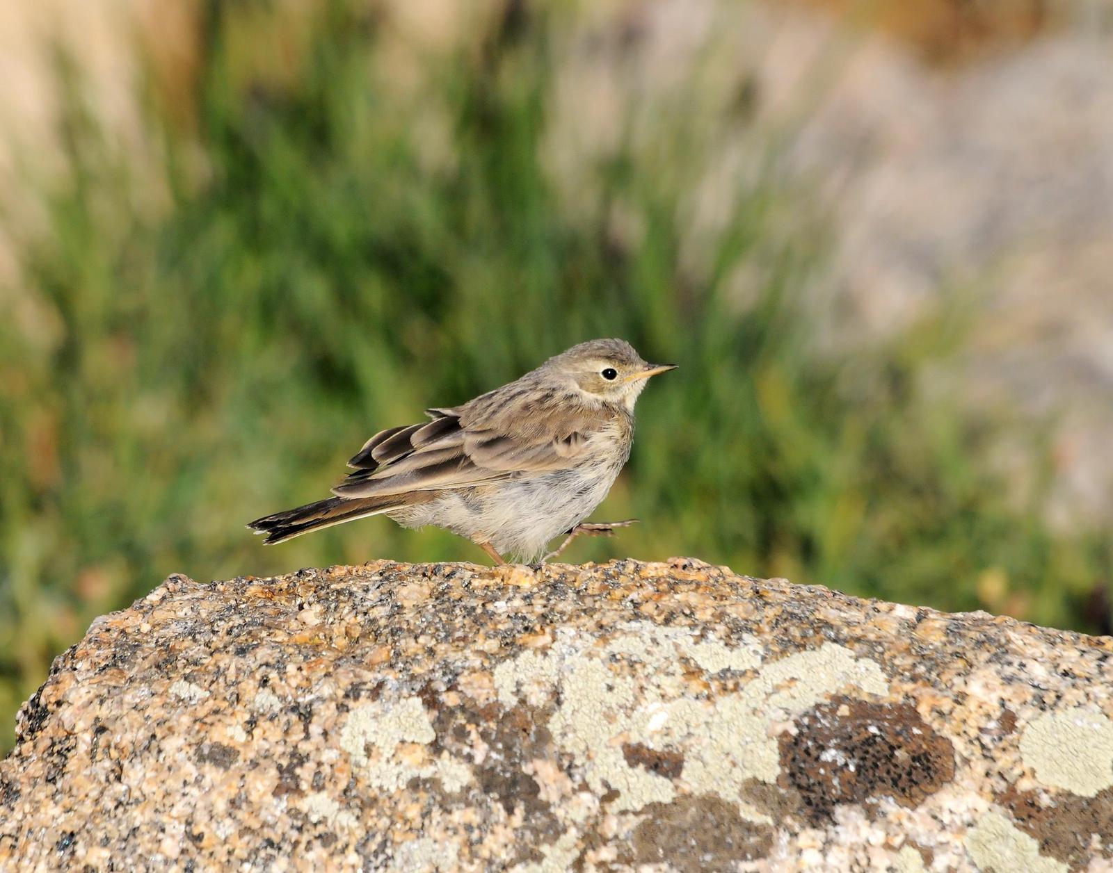 American Pipit (rubescens Group) Photo by Steven Mlodinow