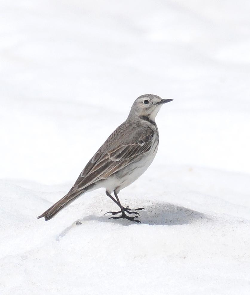 American Pipit (rubescens Group) Photo by Steven Mlodinow