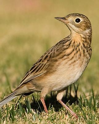 Sprague's Pipit Photo by Christopher Taylor