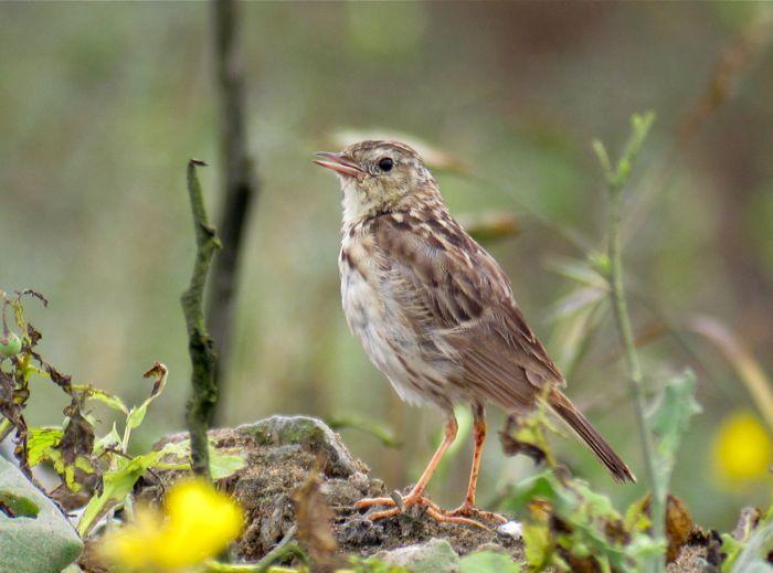 Yellowish Pipit Photo by Andre  Moncrieff