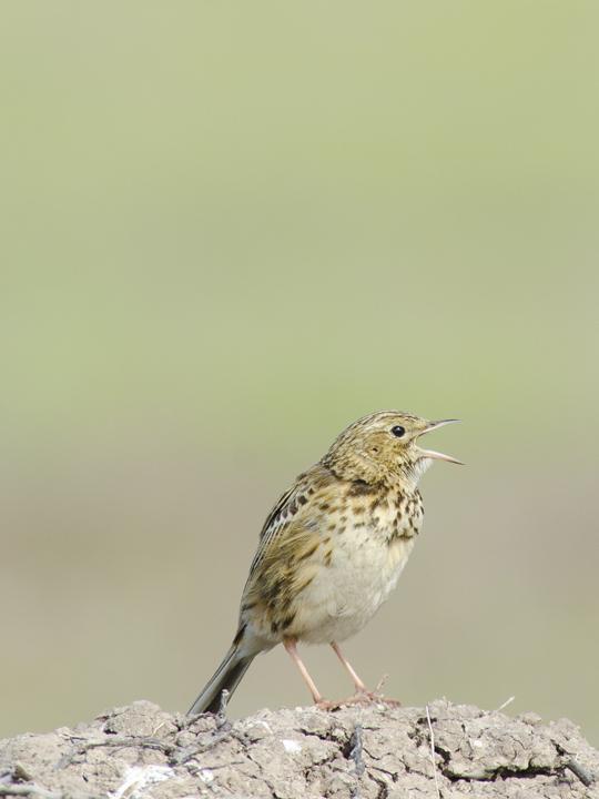 Correndera Pipit Photo by Cristian  Pinto