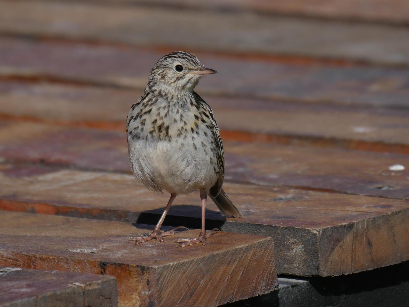 Correndera Pipit Photo by Peter Lowe
