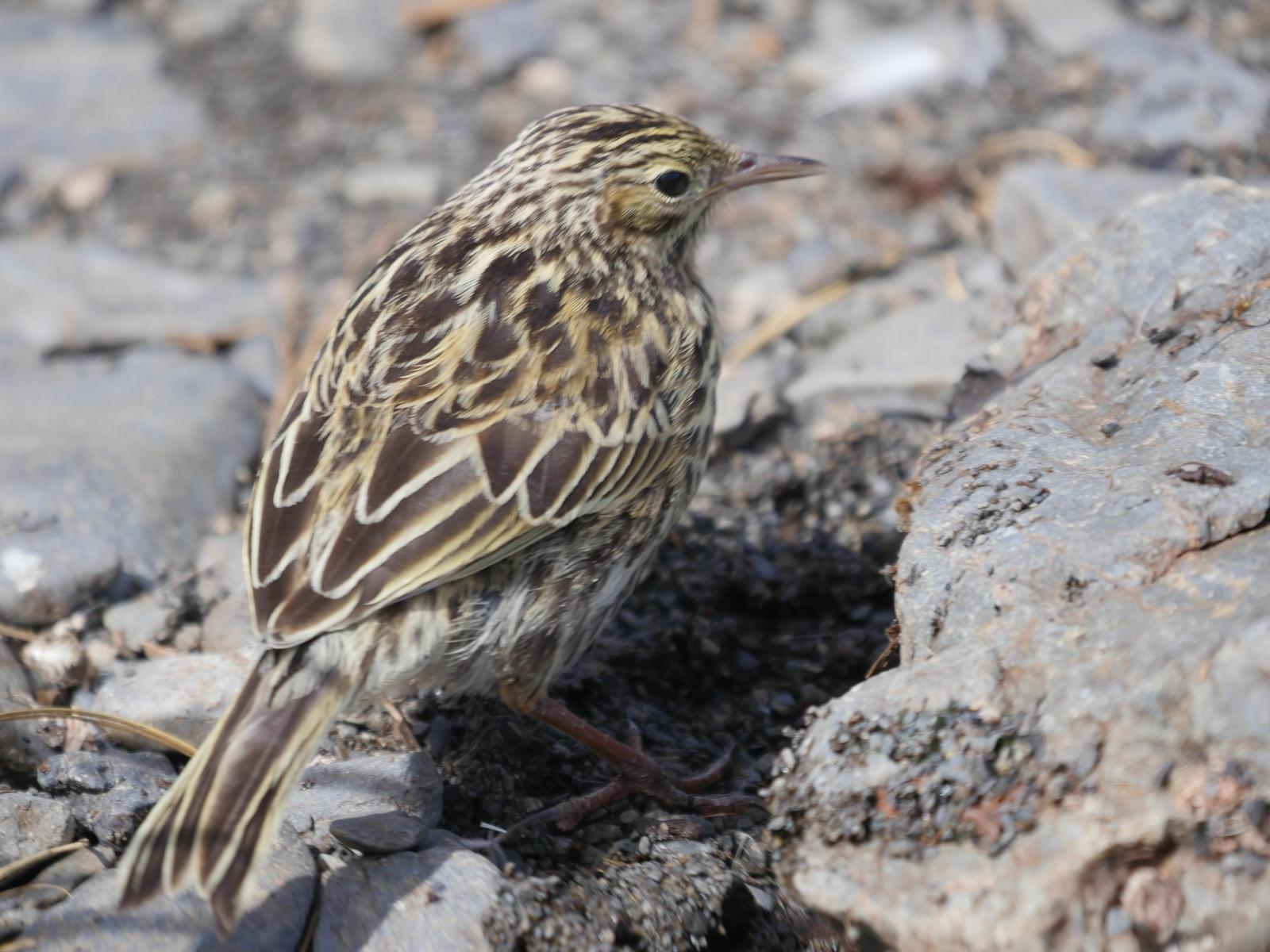 South Georgia Pipit Photo by Peter Lowe