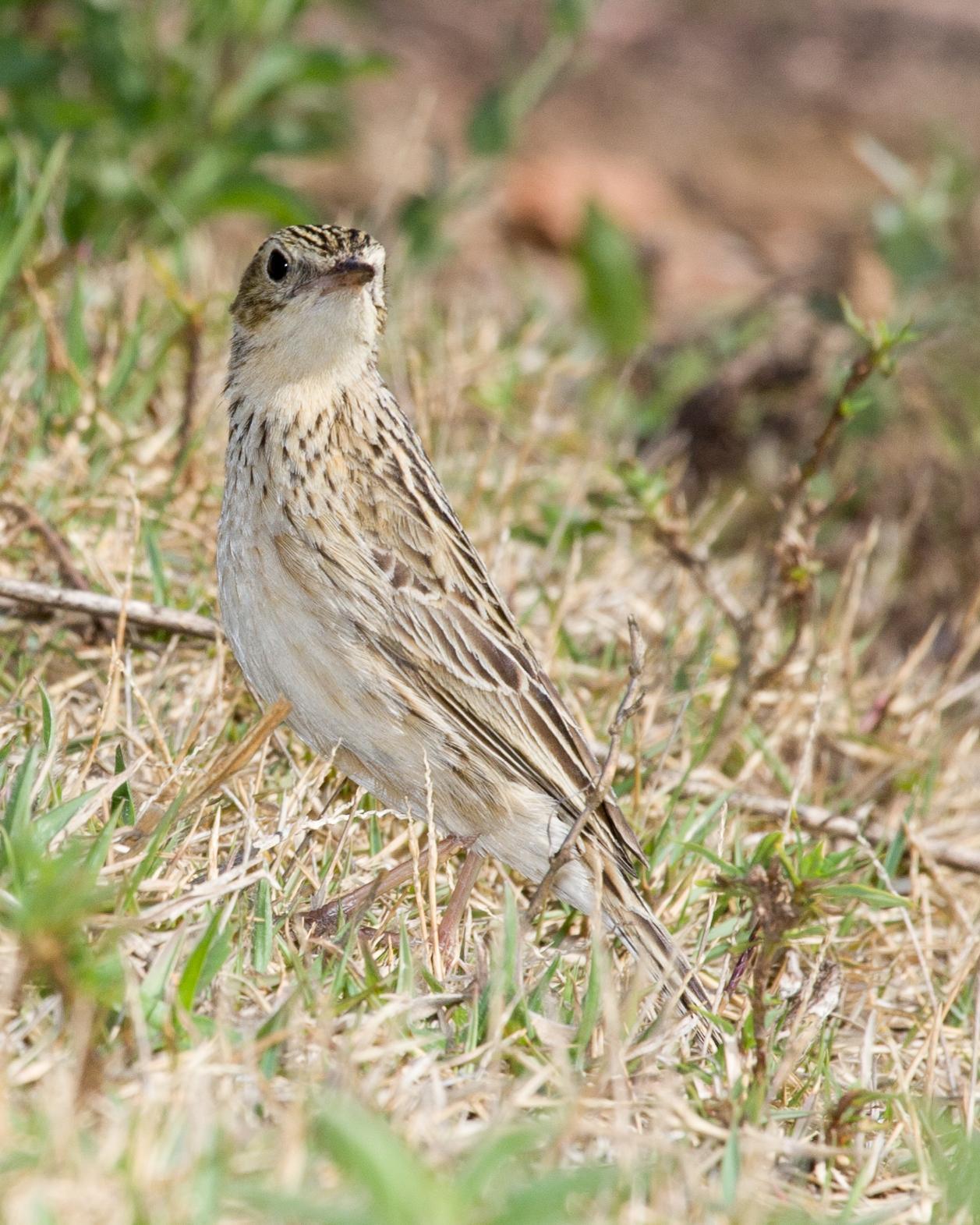 Hellmayr's Pipit Photo by Robert Lewis