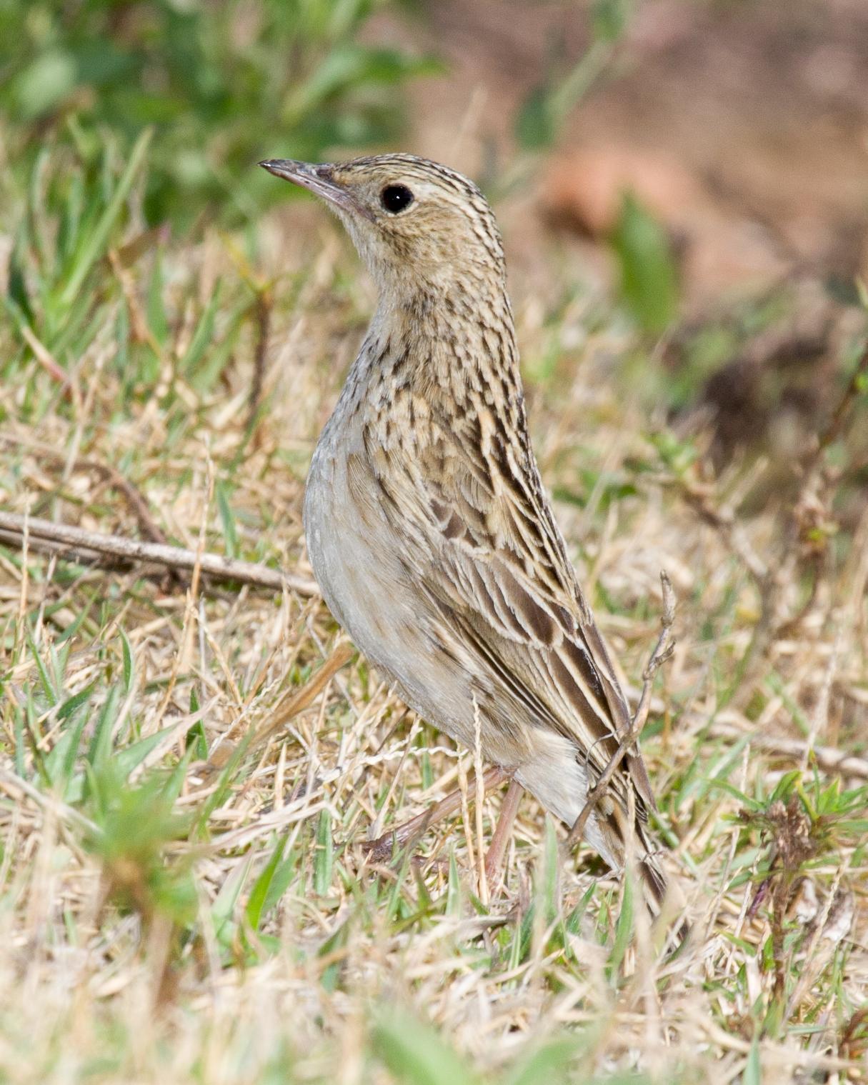 Hellmayr's Pipit Photo by Robert Lewis
