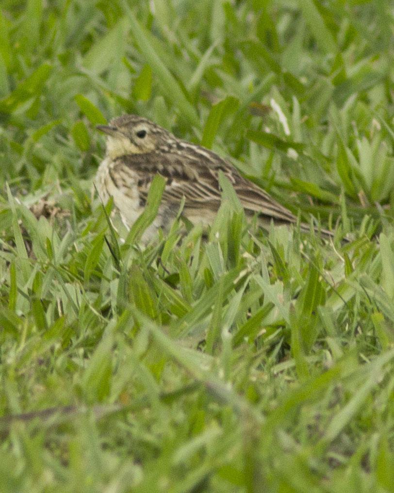 Hellmayr's Pipit Photo by Lee Harding