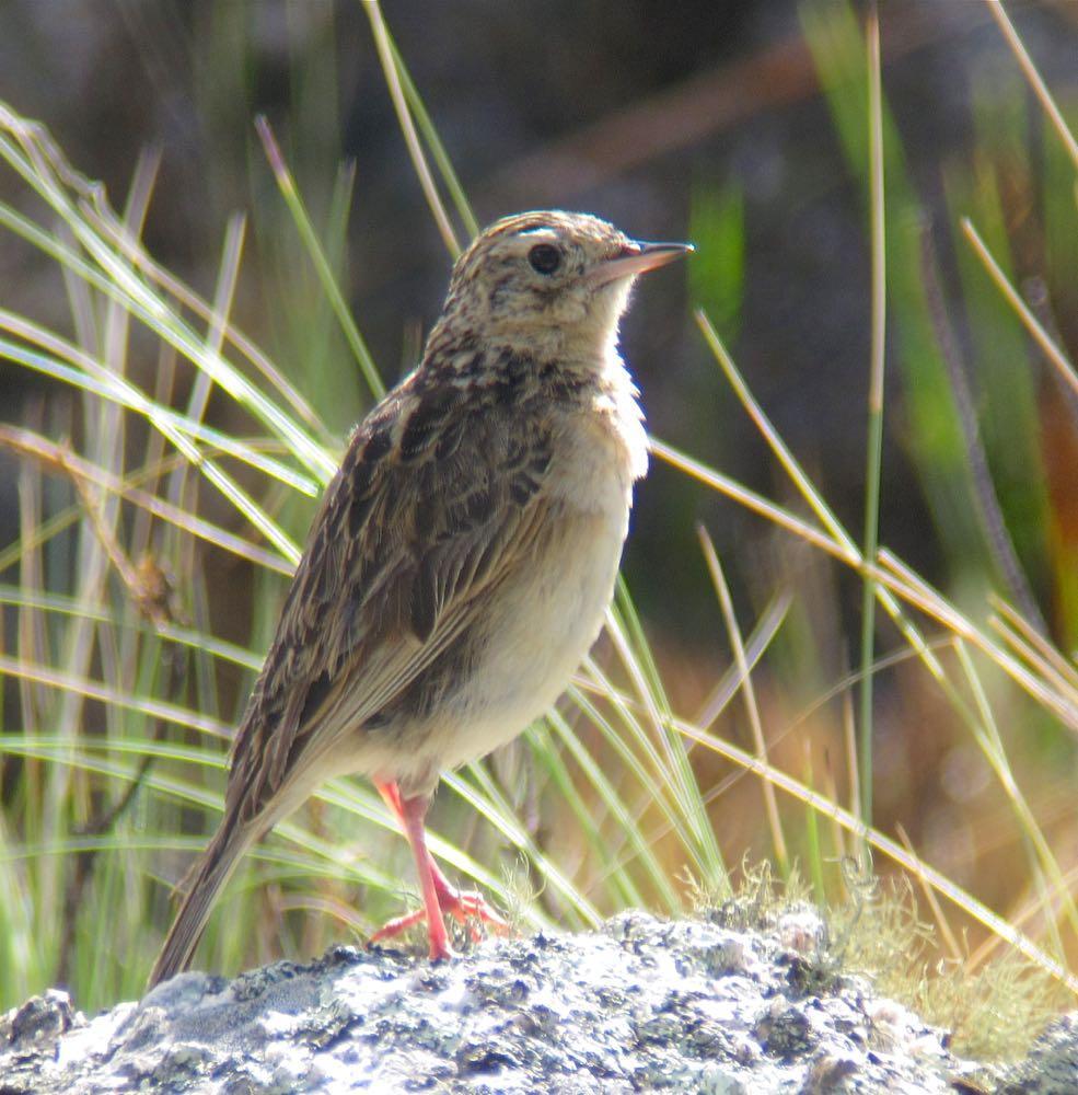 Paramo Pipit Photo by Andre  Moncrieff