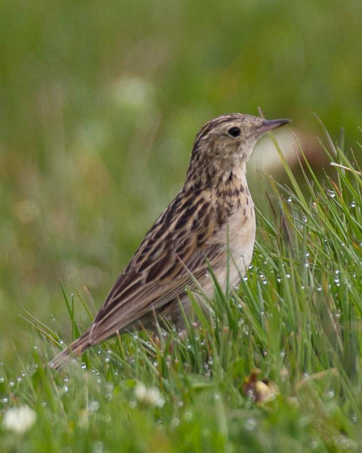 Paramo Pipit Photo by Robert Lewis