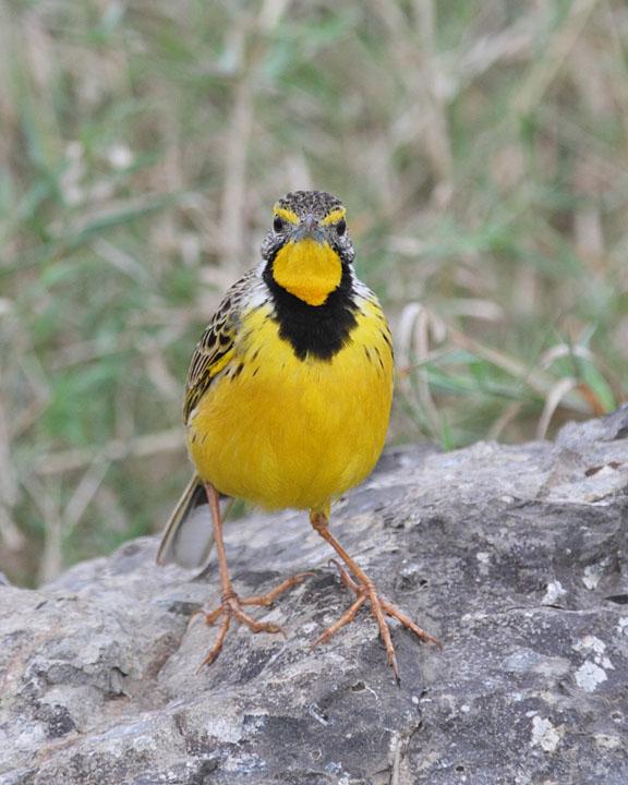 Yellow-throated Longclaw Photo by Jack Jeffrey