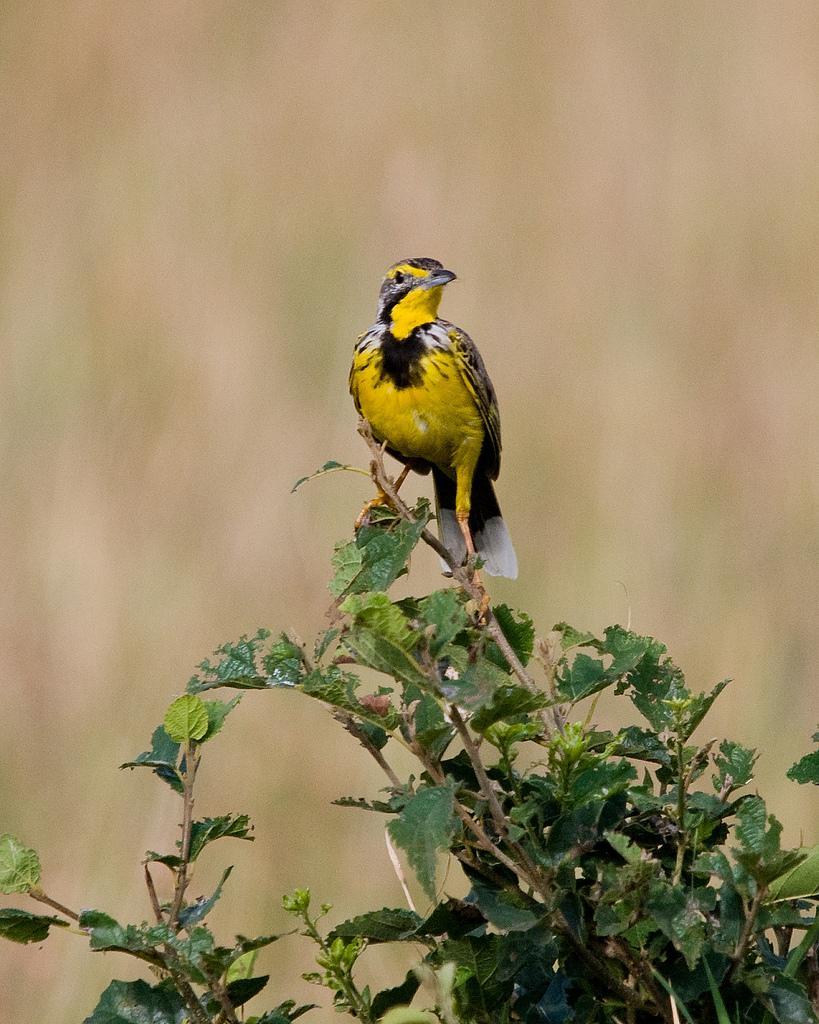 Yellow-throated Longclaw Photo by Carol Foil