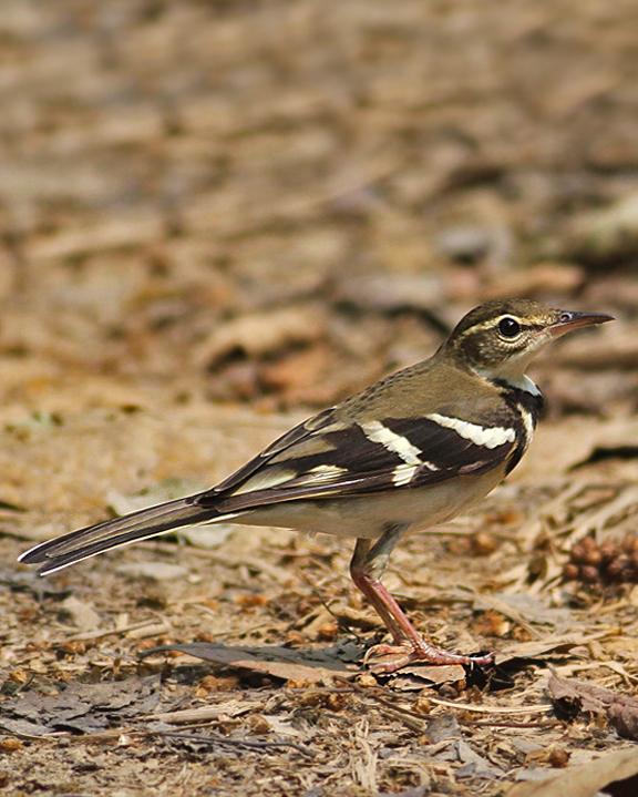 Forest Wagtail Photo by Peter Ericsson
