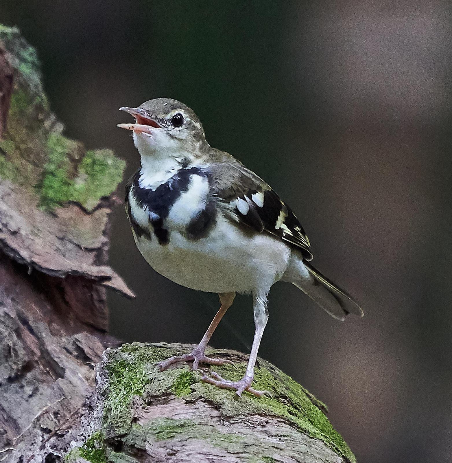 Forest Wagtail Photo by Steven Cheong
