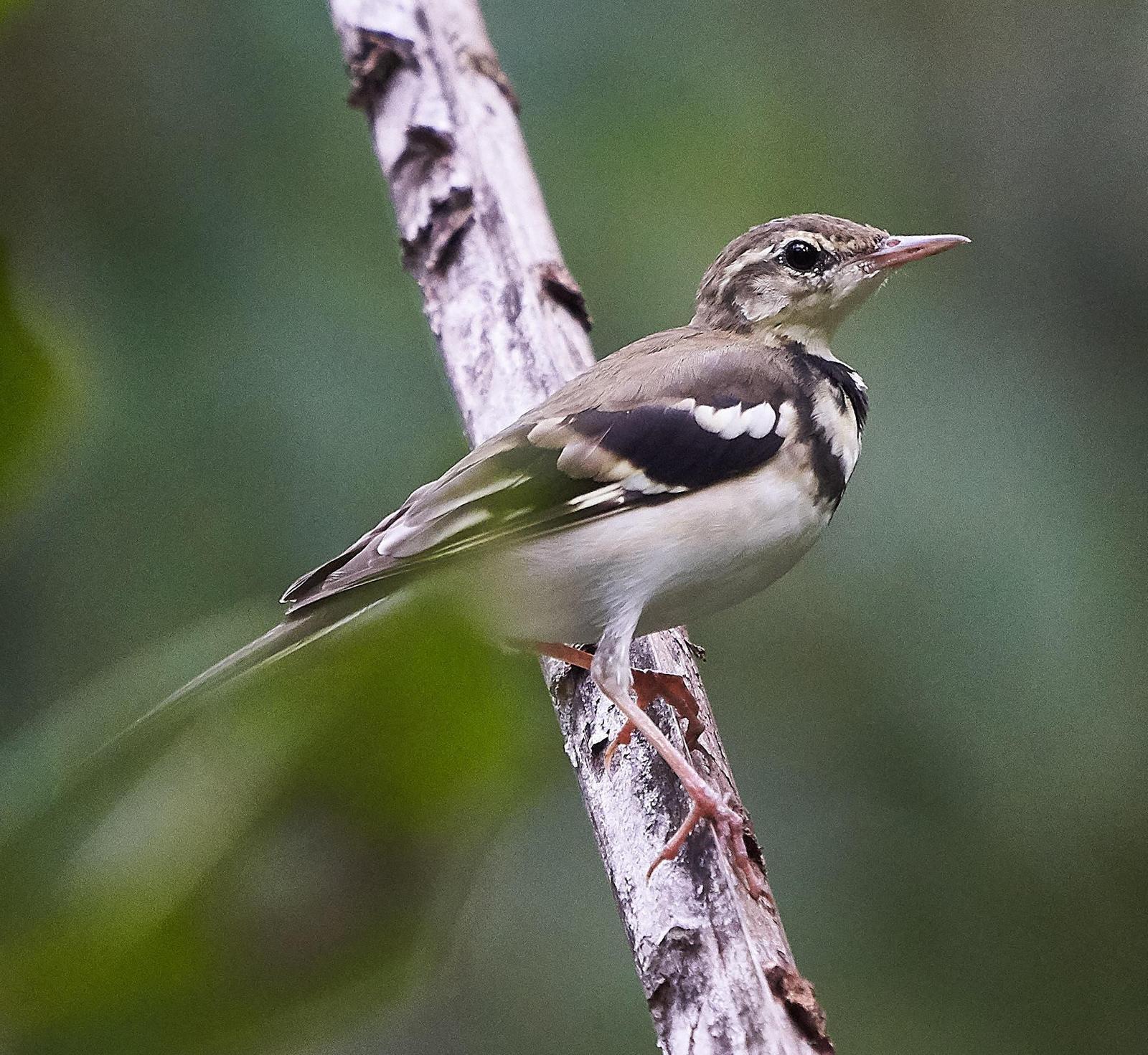 Forest Wagtail Photo by Steven Cheong