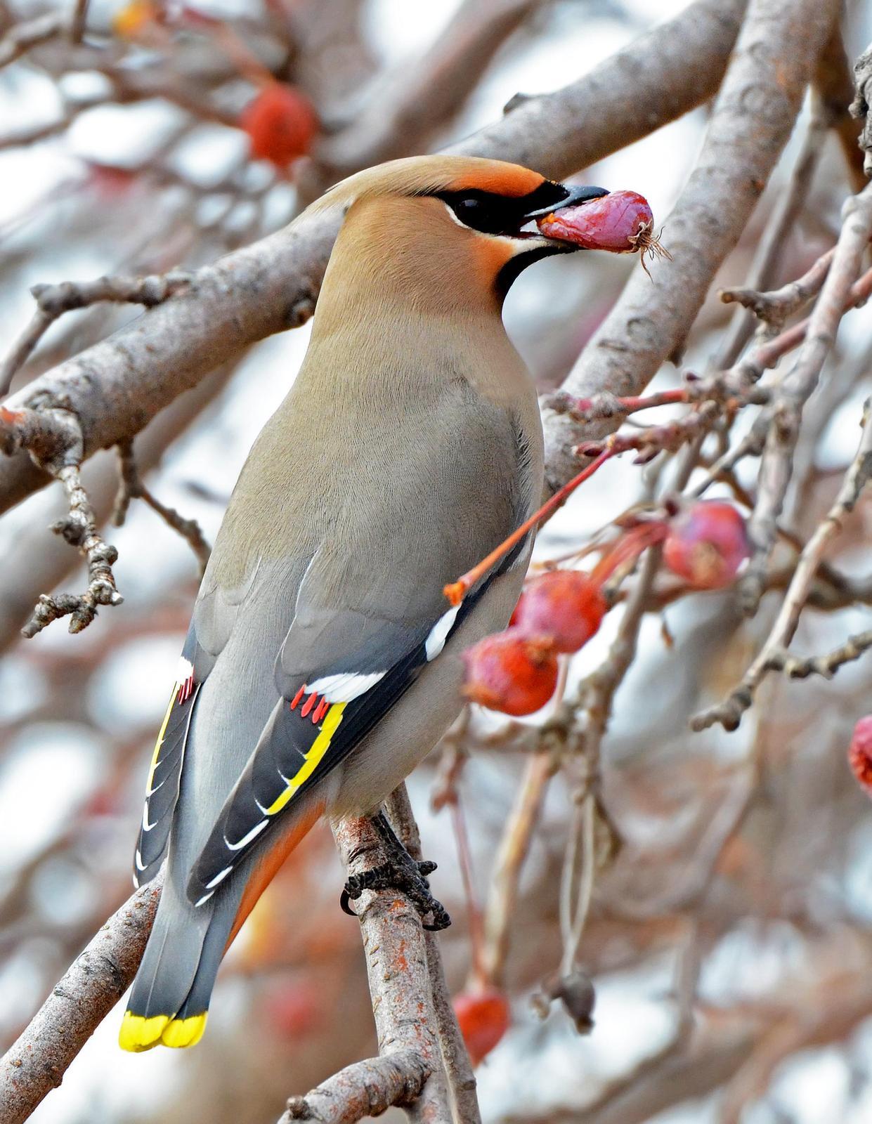 Bohemian Waxwing Photo by Steven Mlodinow